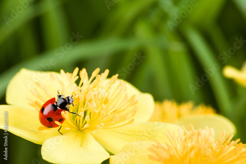 Plakat ogród natura zwierzę roślina