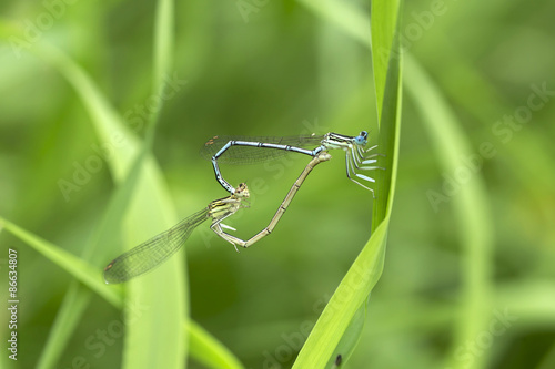 Plakat natura lato miłość zwierzę