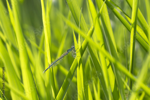 Fototapeta zwierzę natura lato