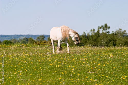 Fototapeta piękny lato trawa