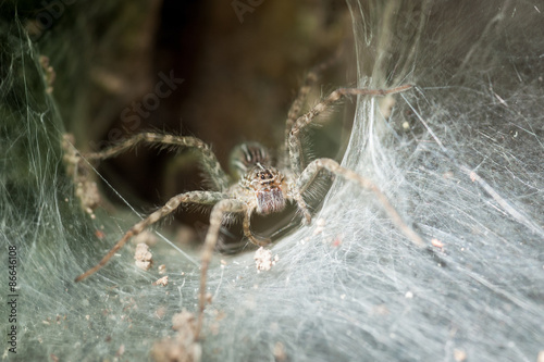 Obraz na płótnie ogród natura dziki stary fauna