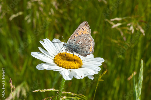 Obraz na płótnie motyl trawa słońce natura kwiat
