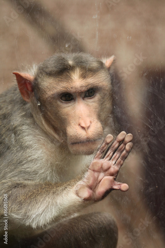 Fotoroleta dziki zwierzę fauna azjatycki natura