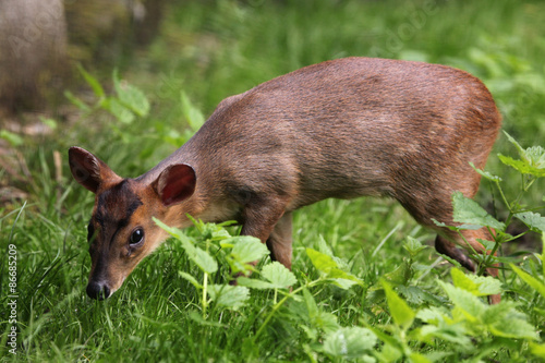 Fotoroleta indonezja zwierzę fauna