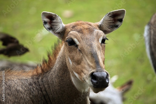 Fotoroleta las azja dziki fauna zwierzę