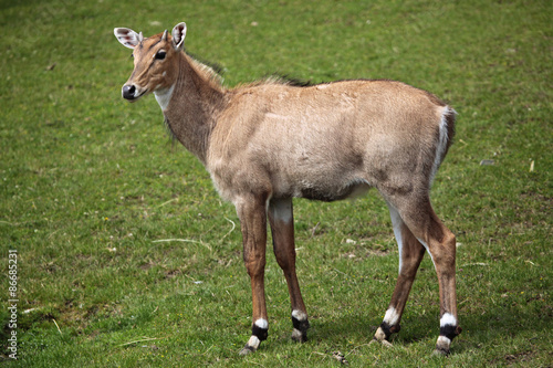 Fotoroleta las ssak natura azjatycki fauna