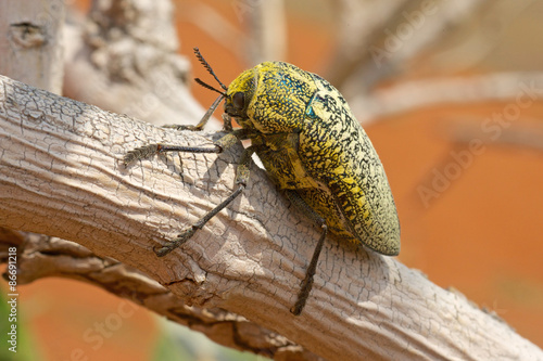 Naklejka pustynia azja natura oman dzikość