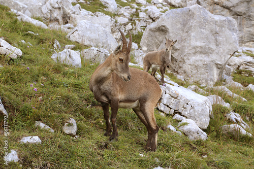 Fotoroleta alpy natura góra