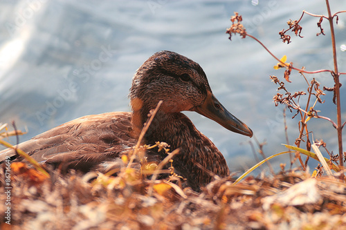 Fototapeta natura para pejzaż ogród park