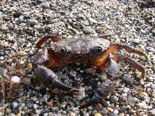 Fotoroleta natura jedzenie plaża