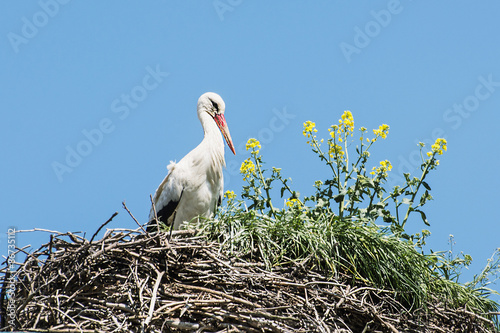 Fotoroleta piękny natura fauna dziki niebo