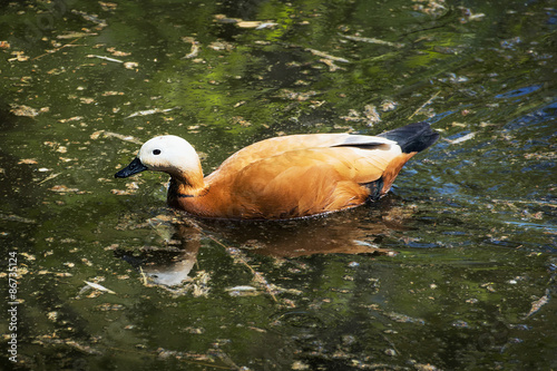 Fototapeta fauna lato natura