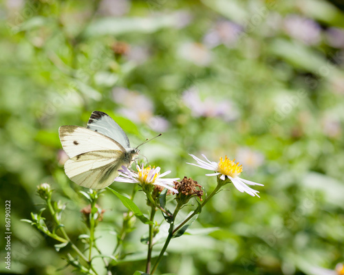 Naklejka natura zwierzę świeży