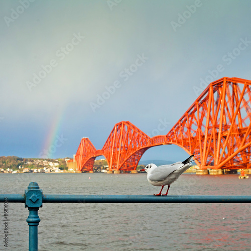 Fotoroleta Queensferry Bridge Forth seagull