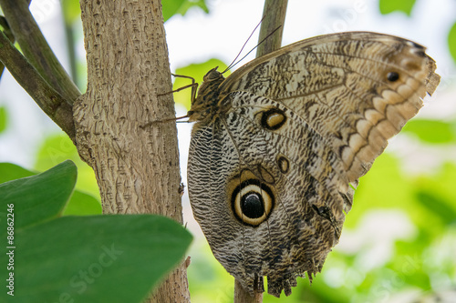 Fotoroleta motyl zwierzę osesek