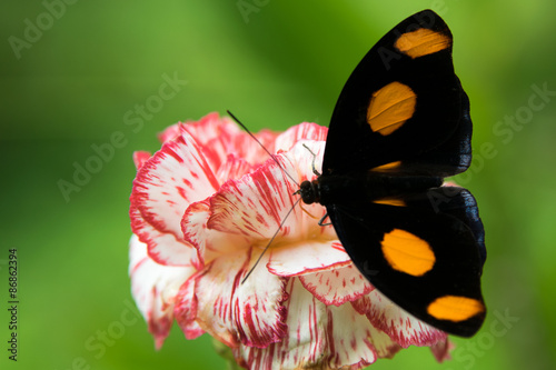 Naklejka zwierzę motyl nektar osesek lot