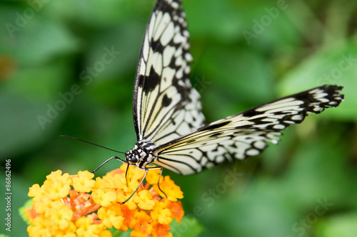 Naklejka zwierzę motyl nektar