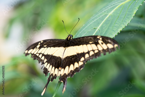 Plakat zwierzę motyl karmia skrzydło lot