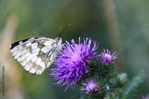 Naklejka motyl szachownica rusałkowate 