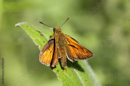 Plakat ładny motyl las fauna