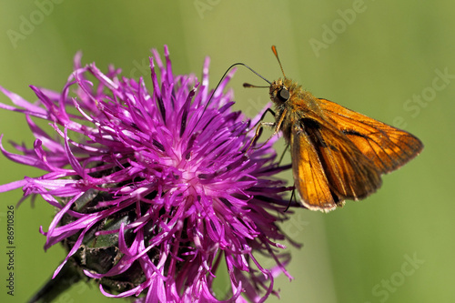 Plakat jedzenie motyl fauna