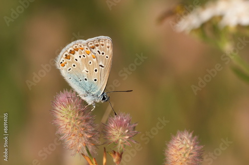 Fotoroleta las pole natura motyl kwiat