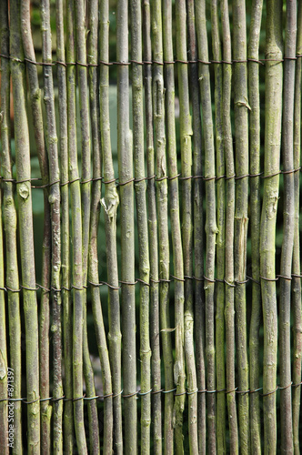 Obraz na płótnie bambus natura ogród trzciny drewno