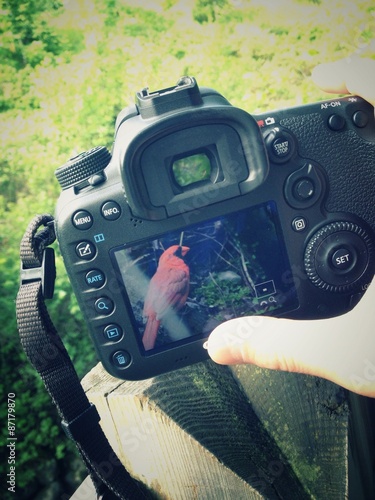 Fotoroleta natura ptak ornitologiczny fotografia powiększ