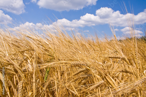 Obraz na płótnie lato żyto natura zboże