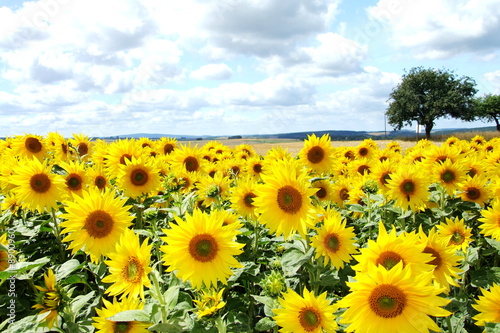 Obraz na płótnie natura słońce słonecznik kwiat blumenfeld