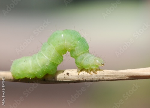 Fotoroleta motyl zwierzę natura ogród owad