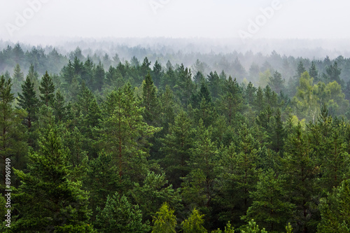 Fotoroleta świt natura las