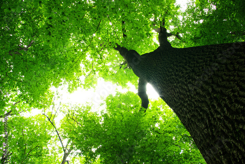 Obraz na płótnie roślina natura las drzewa lato