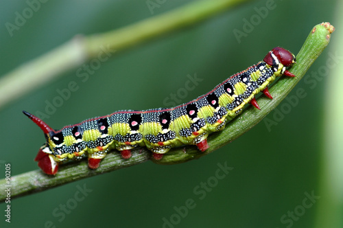 Fototapeta jedzenie ogród fauna roślina natura