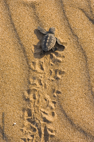 Naklejka plaża zwierzę żółw droga morze