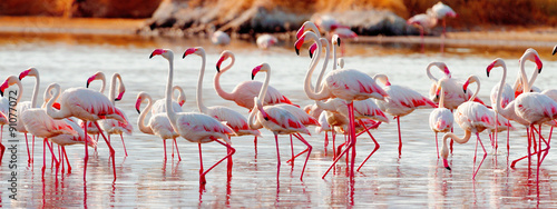 Obraz na płótnie afryka dziki ptak flamingo