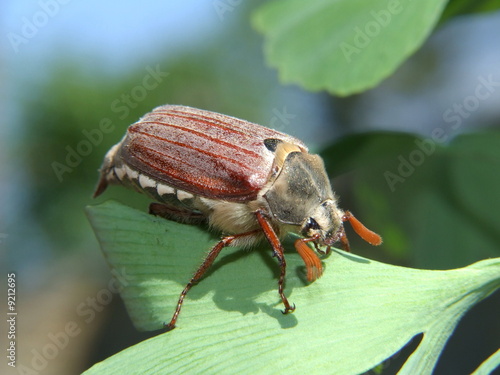 Fototapeta fauna zwierzę natura