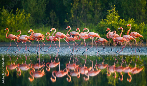 Fototapeta ptak kuba fauna flamingo