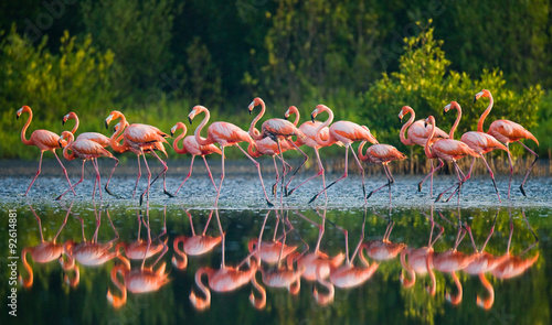 Obraz na płótnie ptak kuba fauna flamingo