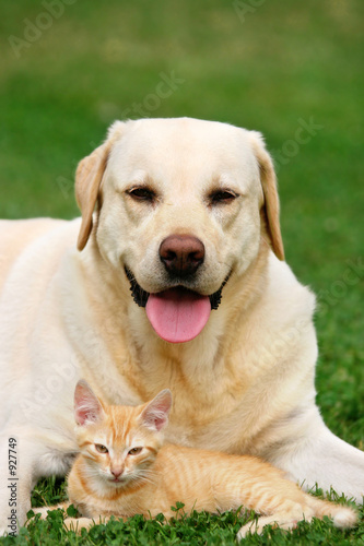 Fototapeta labrador kot zwierzę