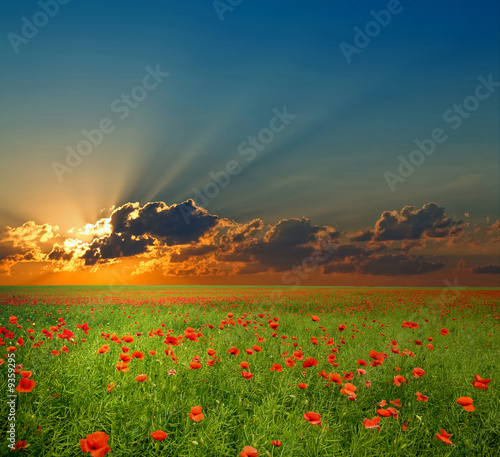 Obraz na płótnie spokojny niebo słońce kwiat rolnictwo