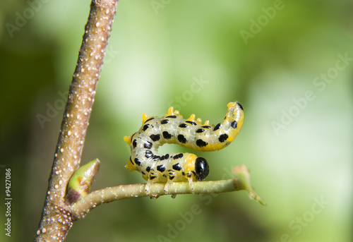 Plakat natura zmiana gąsienica makro metamorfozy