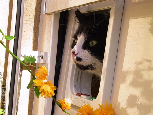 Fotoroleta kot felino przebudzenie wiosny sprężyna