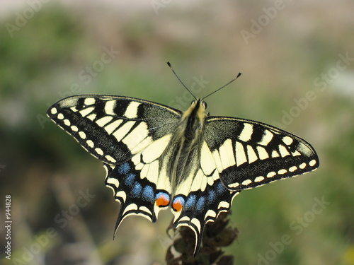 Fototapeta motyl frak kręta  