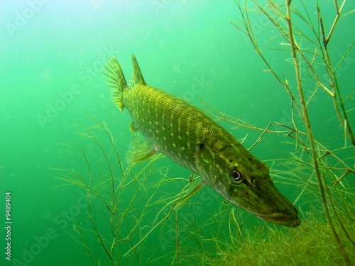 Naklejka fauna podwodne ryba szczupak clearwater