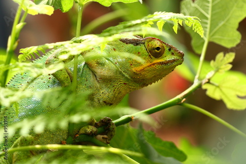 Fotoroleta afryka gad natura tropikalny