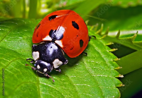 Obraz na płótnie portret natura zwierzę trawa