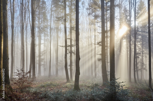 Fotoroleta las natura drzewa słońce pejzaż