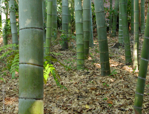 Fotoroleta las tropikalny bambus drzewa