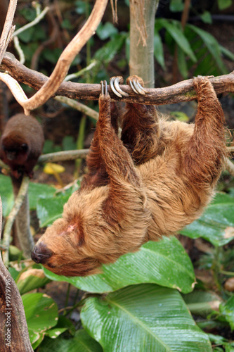 Obraz na płótnie małpa spokojny tropikalny zwierzę